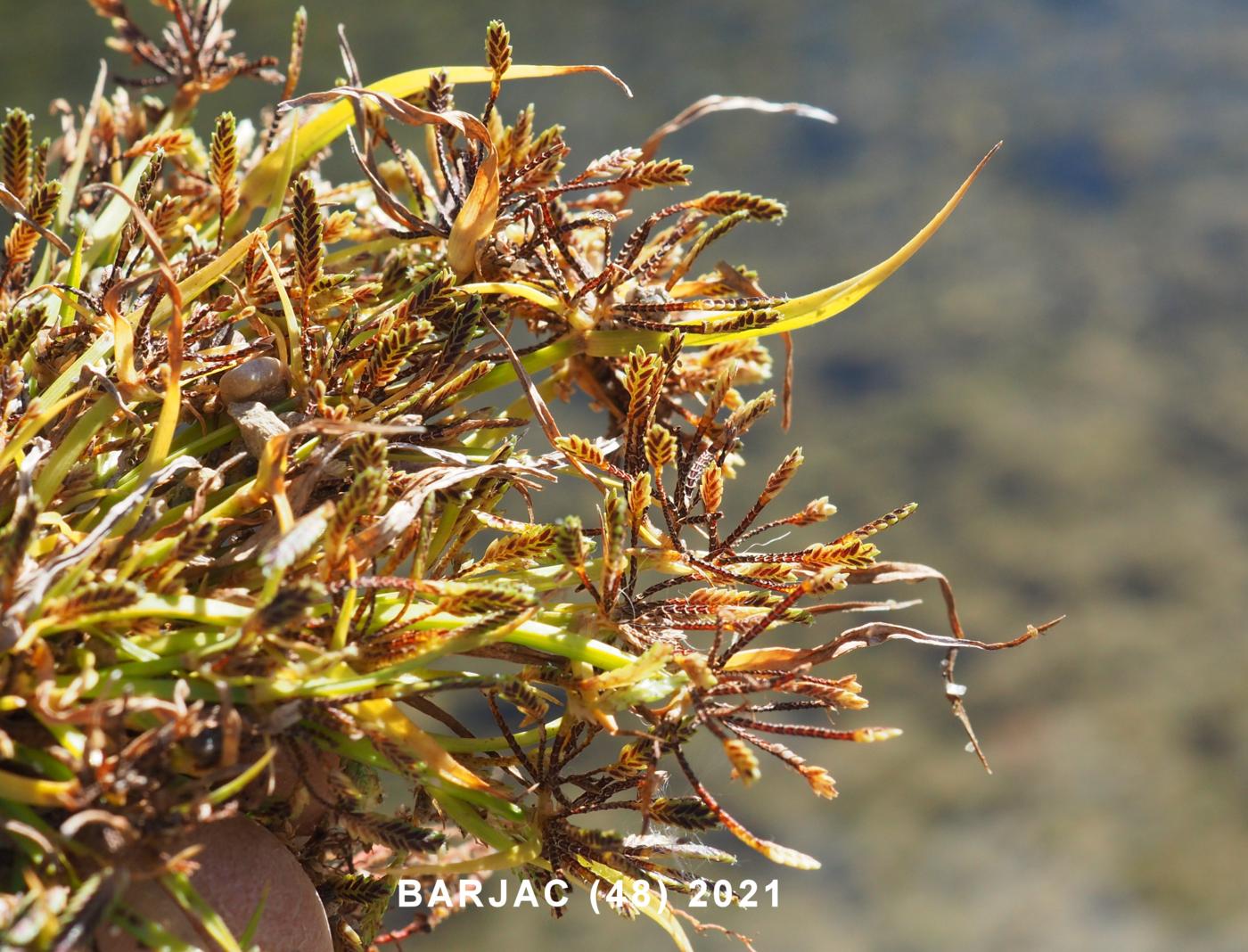 Cyperus, Brown fruit